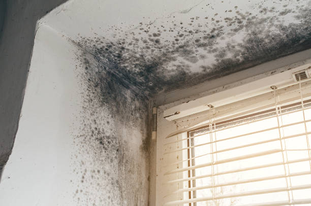 Affordable Bathroom Mold Removal solutions in Liberty Hill, TX